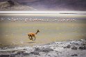 028 Salar de Surire, vicuna